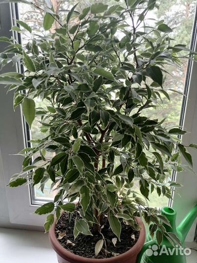 Фикус бенджамина