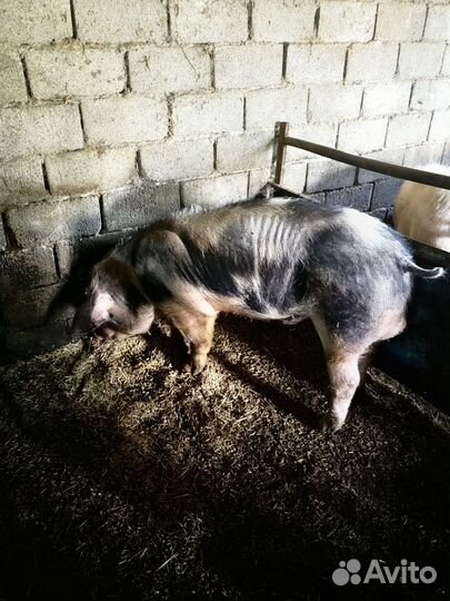 Поросята ландрас