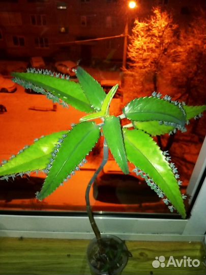 Домашние цветы