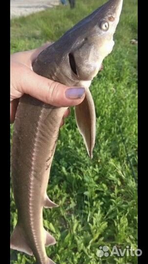 Свежая речная рыба