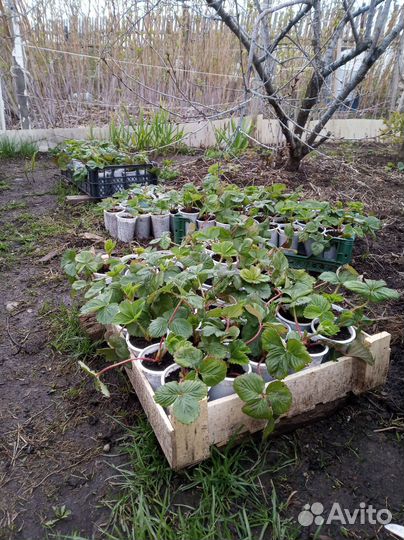 Рассада (усы) клубники Азия