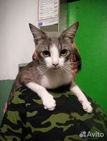Кот 1 год метис Сфинкса