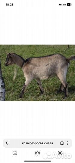 Коза дойная молочная