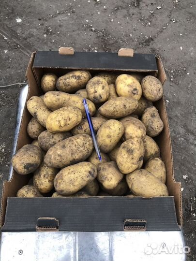 Картофель с доставкой