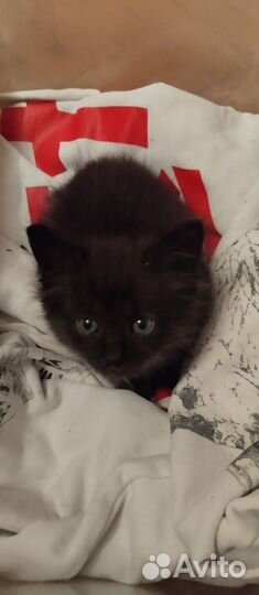 Чудный черный котенок в дар