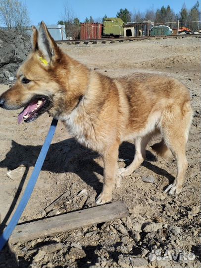 Собачка Девочка