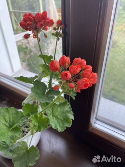 Герань, пеларгония сортовая