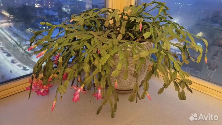 Цветок декабрист