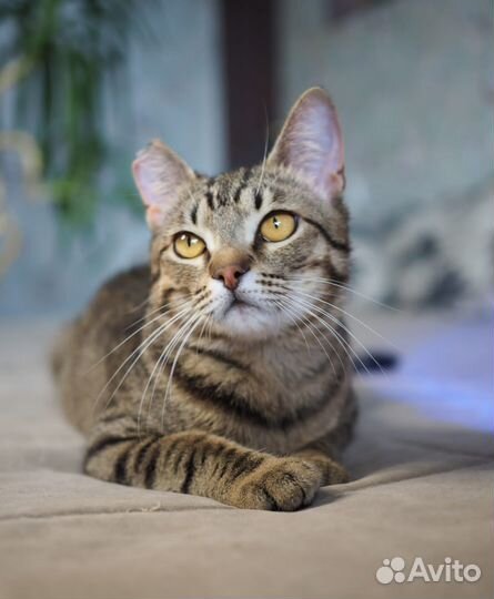 Полосатик Пьер