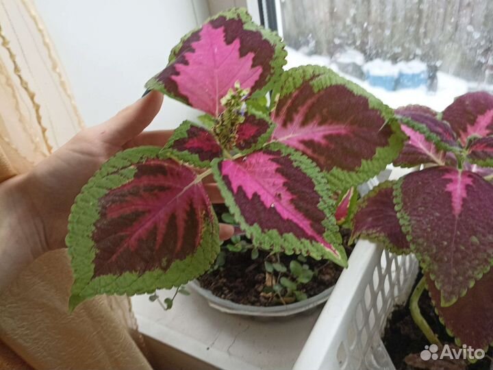 Комнатные цветы