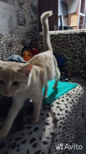 Отдам в добрые руки