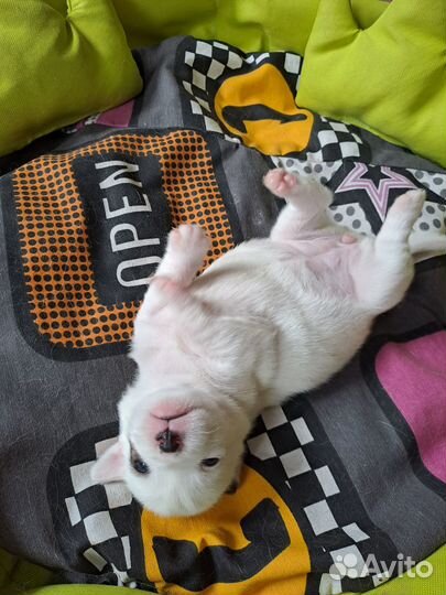 Собаки щенки джек рассел