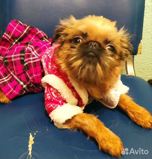 Брюссельский гриффон