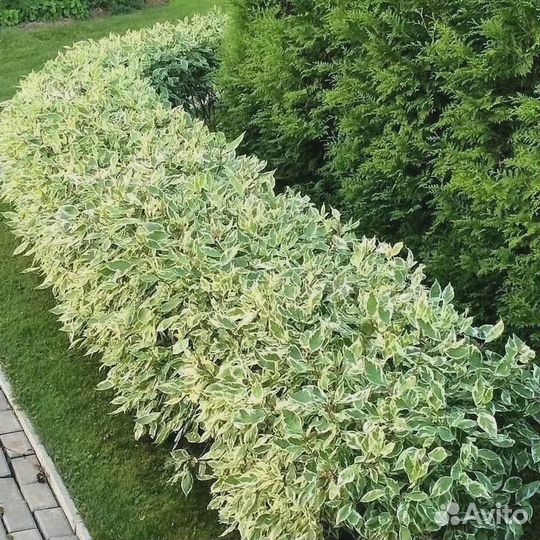 Форзиция Спирея Пузыреплодник Туя Можжевельник