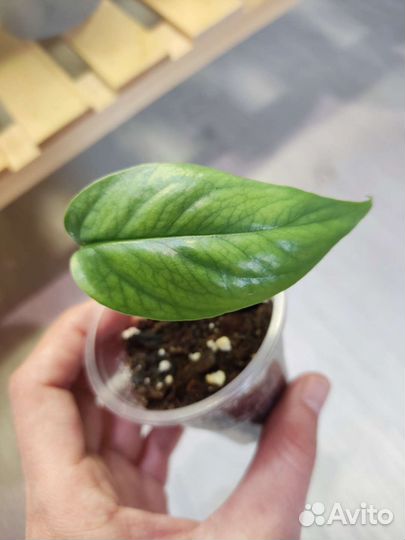 Монстеры, эпипремнум вайт марбл