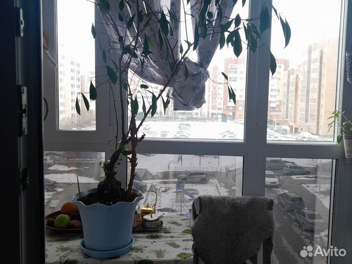 Продам фикус