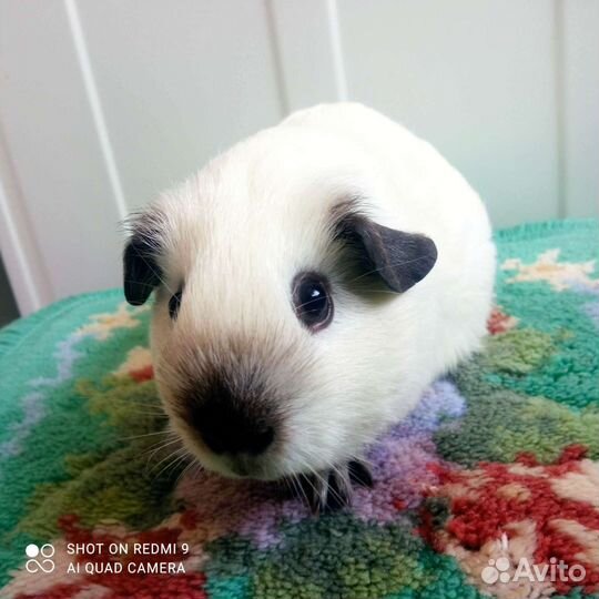 Породистые морские свинки