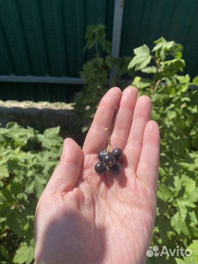 Куст черной смородины