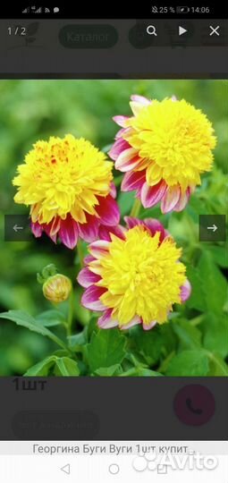 Георгины клубни и срезка