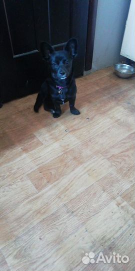 Случка шпиц