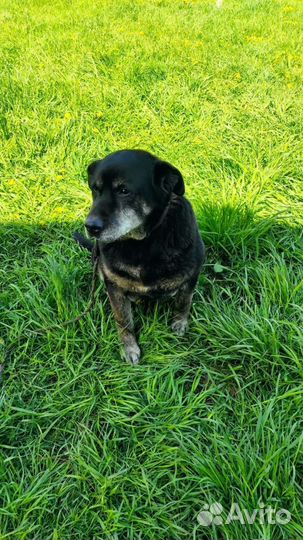 Проявите милосердие к нашей старушке