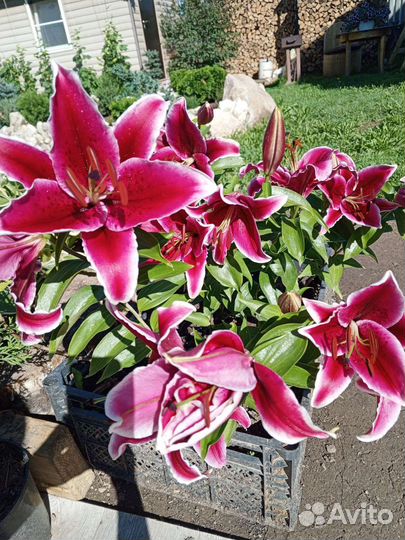Лилии сортовые