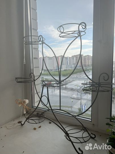 Цветы домашние