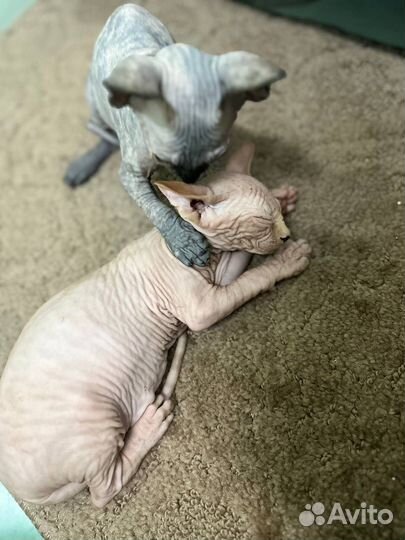 Канадский сфинкс