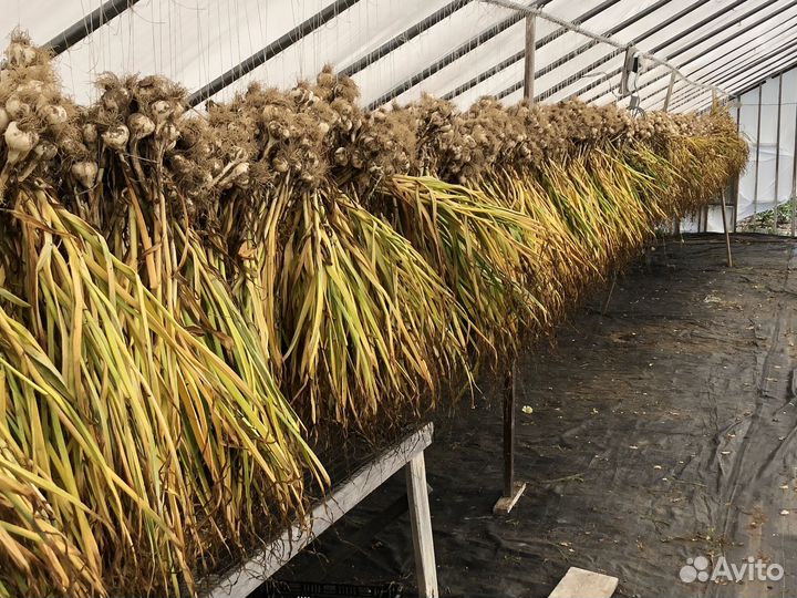 Чеснок семенной Гулливер для посадки