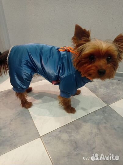 Одежда для маленькой собаки