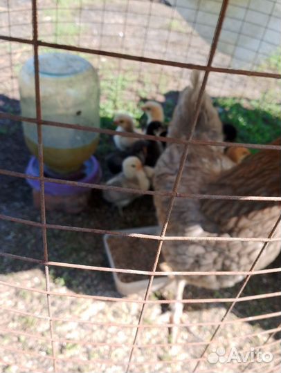Цыплята несушки