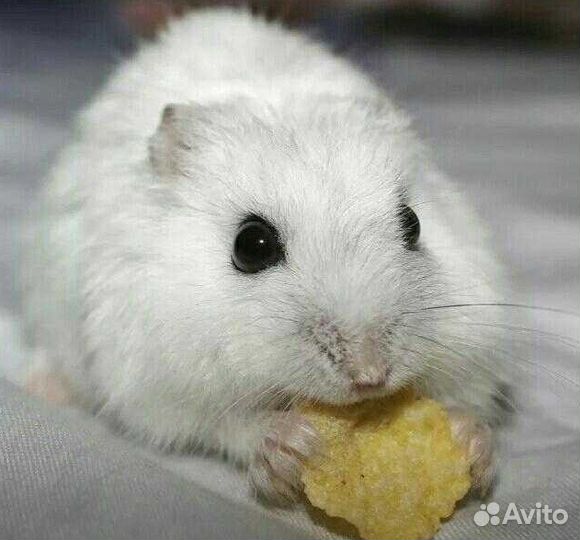 Малышей на подарочки-джунгарики, сирийские