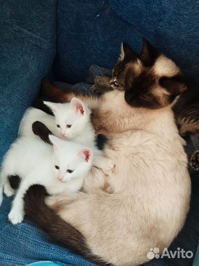 Тайские котята
