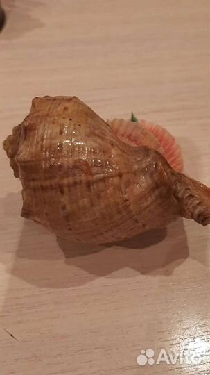 Ракушка морская