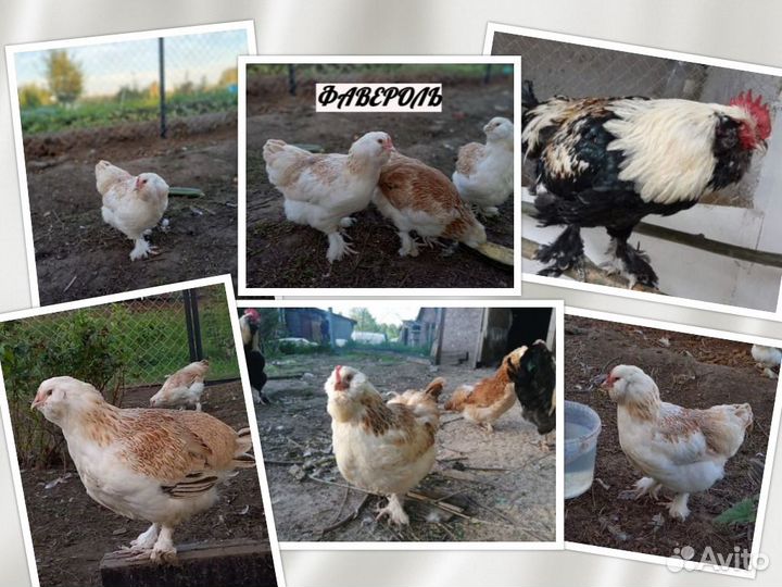 Инкубационное яйцо Амераукана, Фавероль