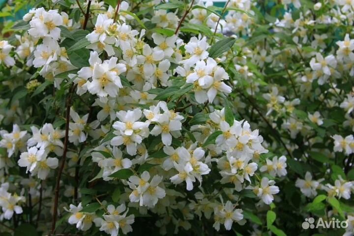 Земляничный чубушник