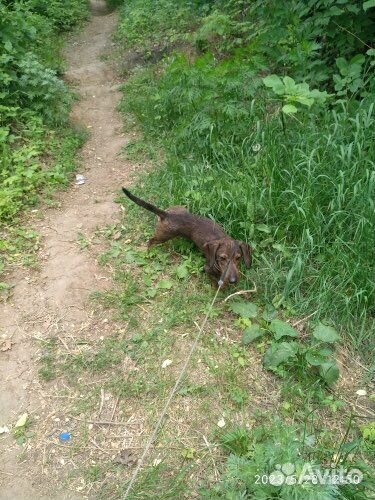 Передержка домашних животных