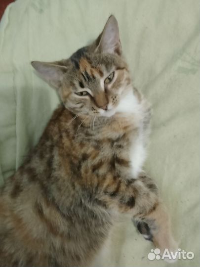 Кошки бесплатно