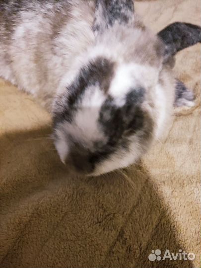 Кролики. В добрые руки