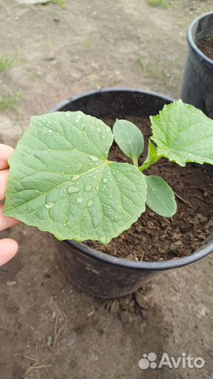 Выращивание рассады