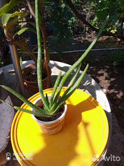 Комнатные цветы Алоэ вера,фикус