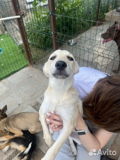 Снежа ищет дом