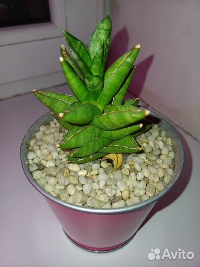 Сансевиерия сортовая