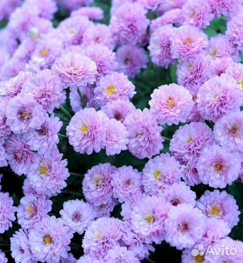 Многолетники Хризантема