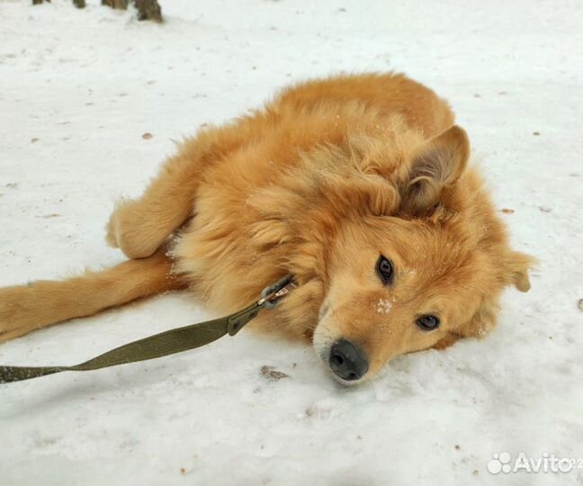 Пушистый милый пес страдает за решеткой приюта