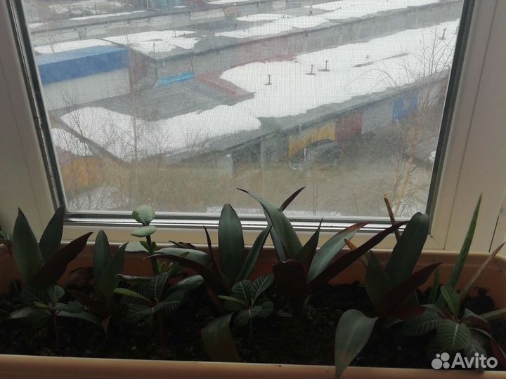 Ваза для флорариума