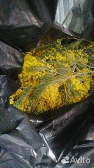 Мимоза опт/розница/тюльпаны