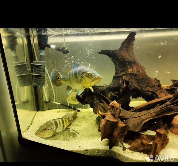 Аквариум 450 литров