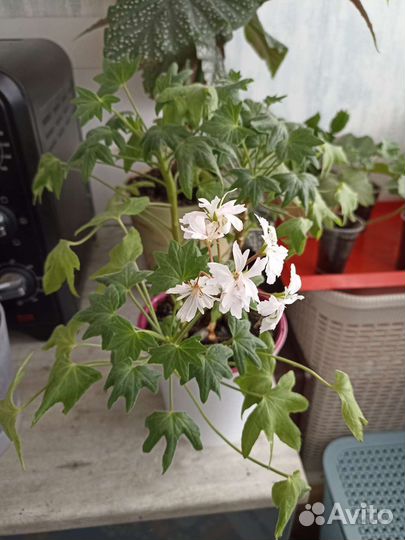 Герань пеларгония