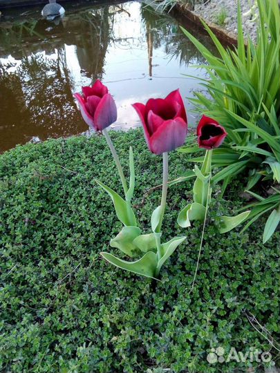 Тимьян ползучий,орегано и другие